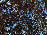 IMG-0740-Copy
