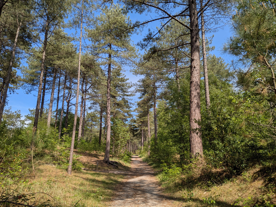 Трое в Амстердаме, не считая собаки. Переезд в Нидерланды.