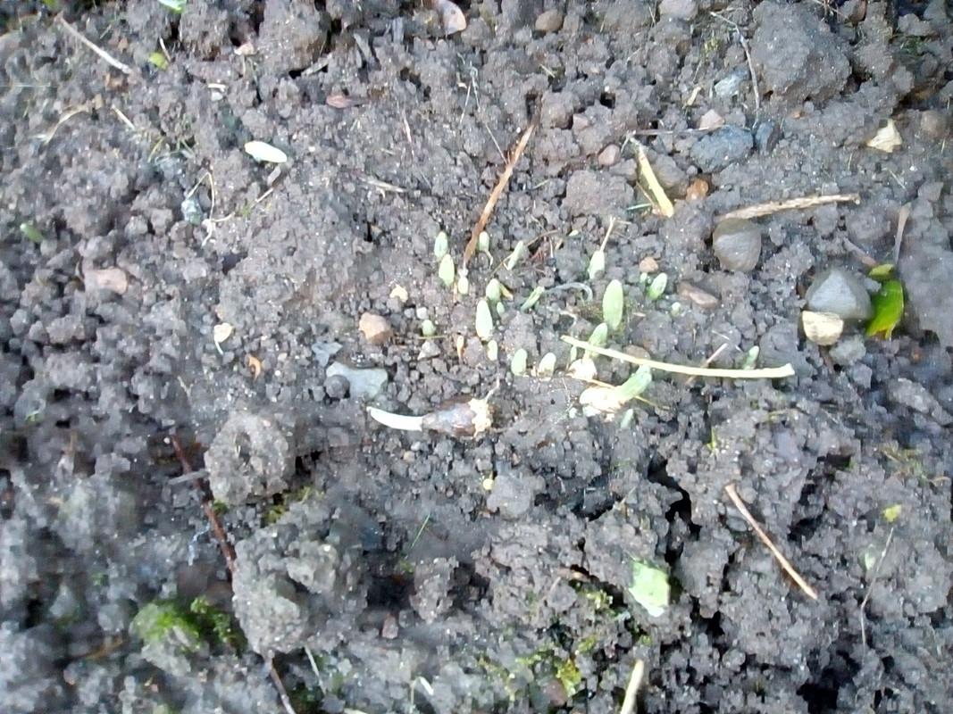 Emerging Bulbs