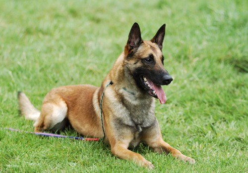 malinois.jpg