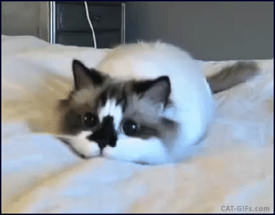 Anticipation-Cat.gif