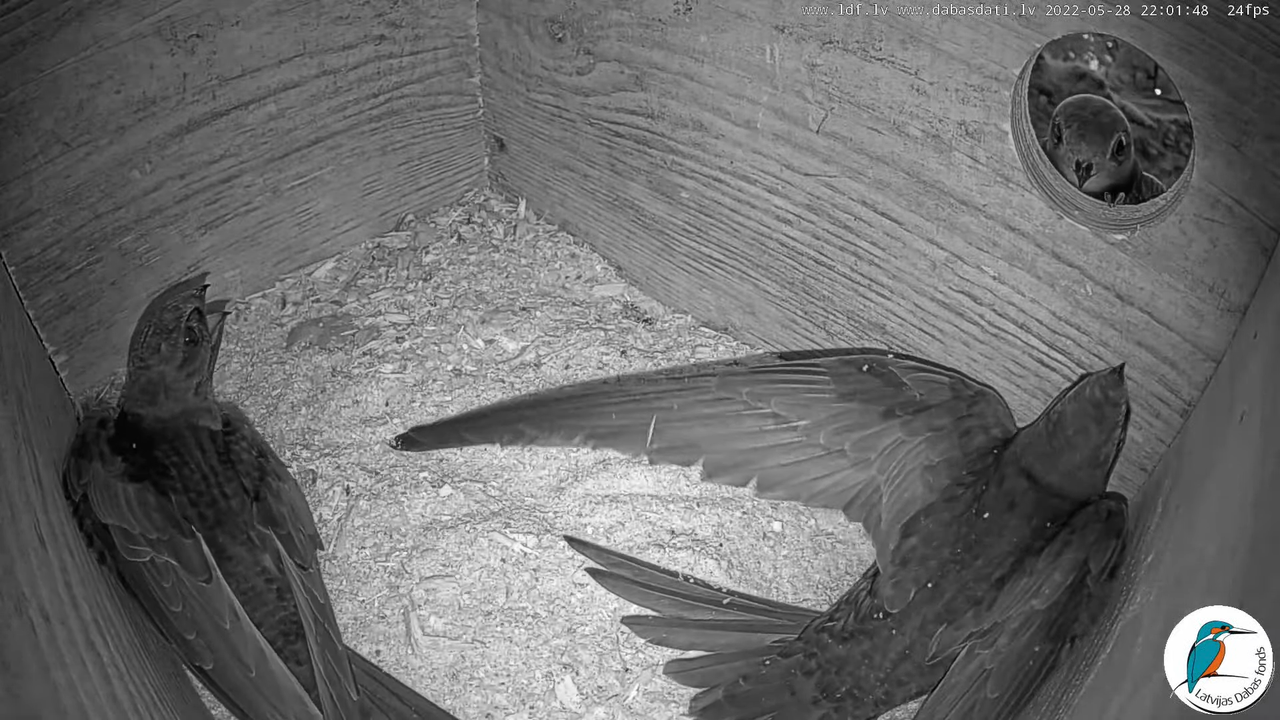 Svīre (Apus apus) Cēsu pils - LDF tiešraide _ Būris 12-33-23 screenshot (1)