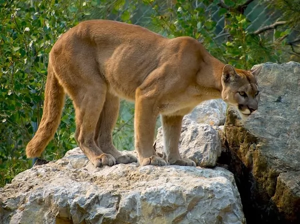 [Image: predators-facts-with-pictures-6705-6-1674759100.webp]