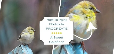 How To Paint Photos In Procreate: A Sweet Goldfinch