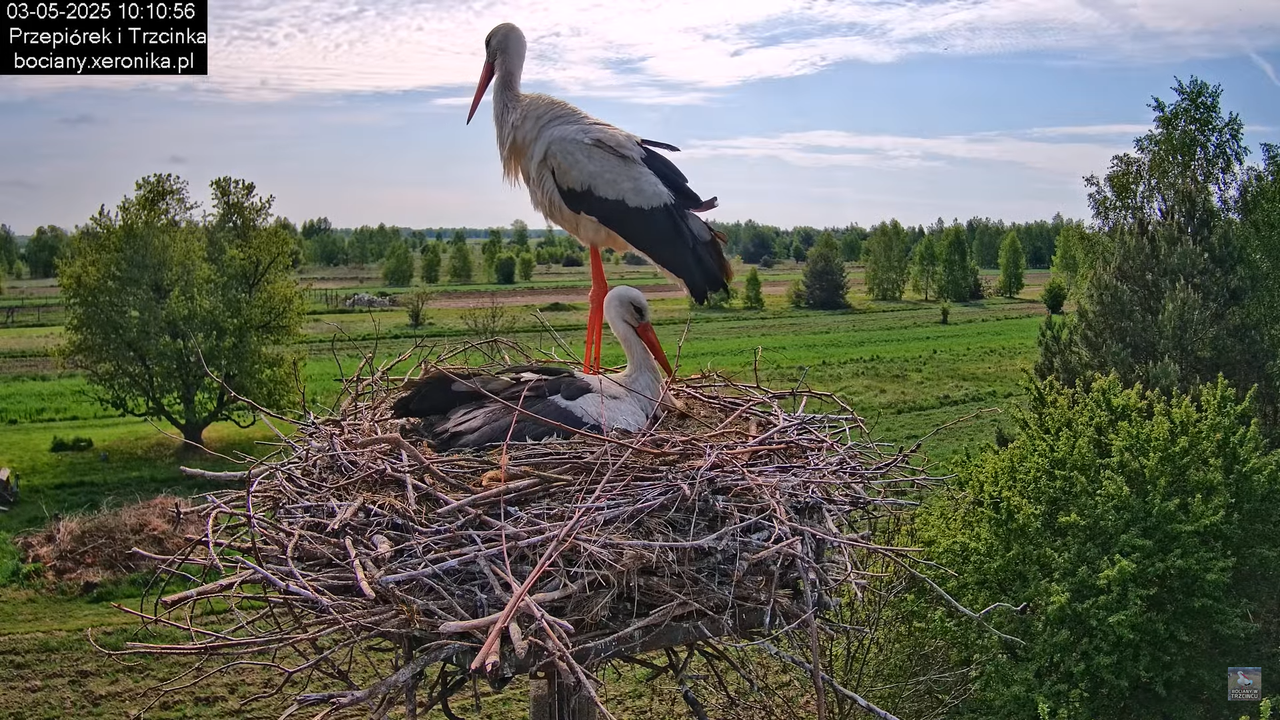 03052025bociany11
