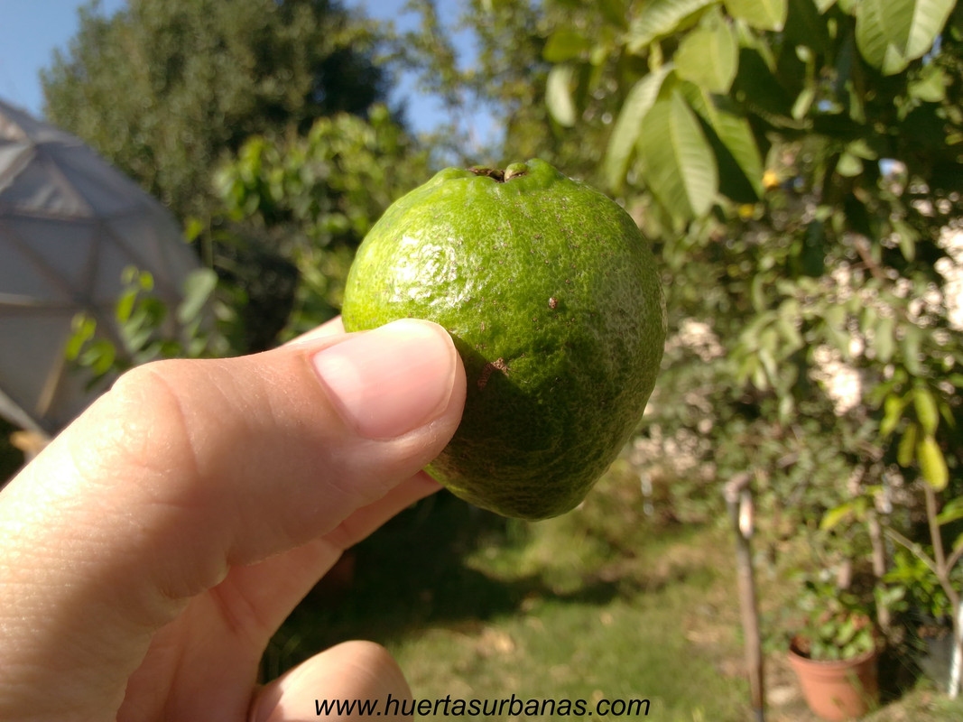 huertasurbanas_com_20170324_110309psidium_guyane