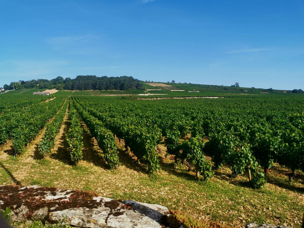 Bourgogne2019 (55).jpg.1