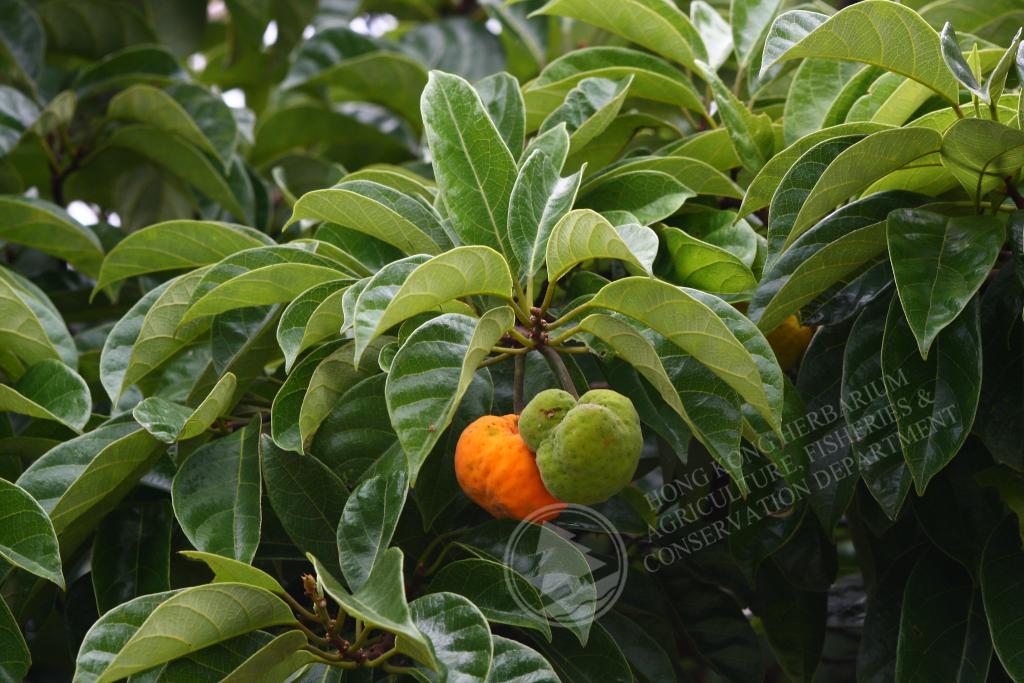 Artocarpus hypargyreus_白桂木_16-09-2013_114736_LR_WM