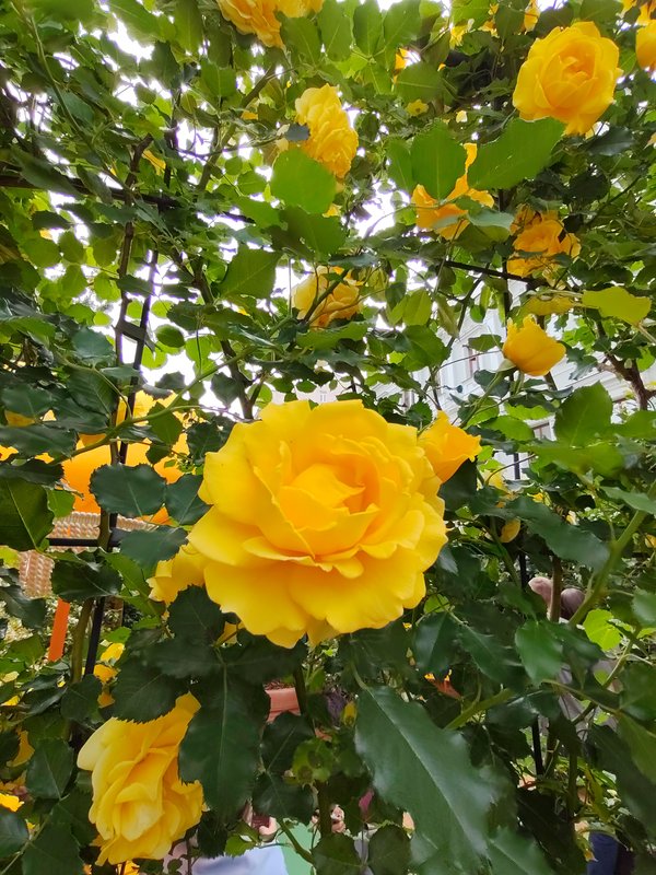 https://i.postimg.cc/Vs4dp4Yz/17-IMG-20250706-151910.jpg