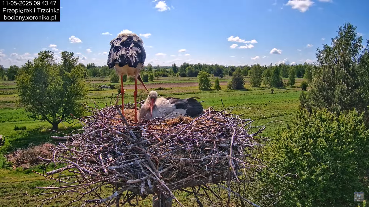 11052025bociany20
