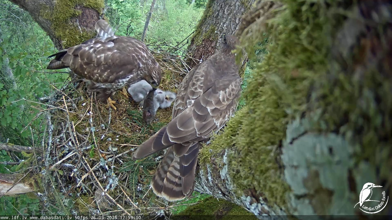 Melnās klijas (Milvus migrans) Kurzemē_ peļu klijāni (Buteo buteo) 13-2-6 screenshot