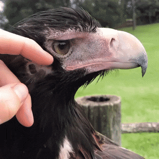 GIFs-12