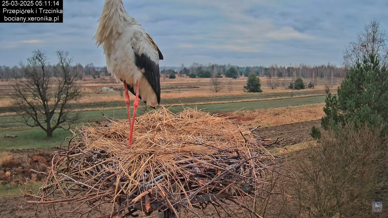 25032025bocian5