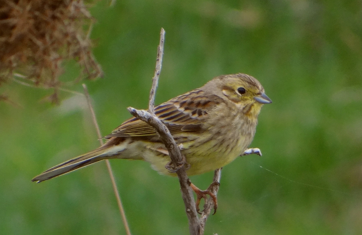 YELLOWHAMMER 25 220424