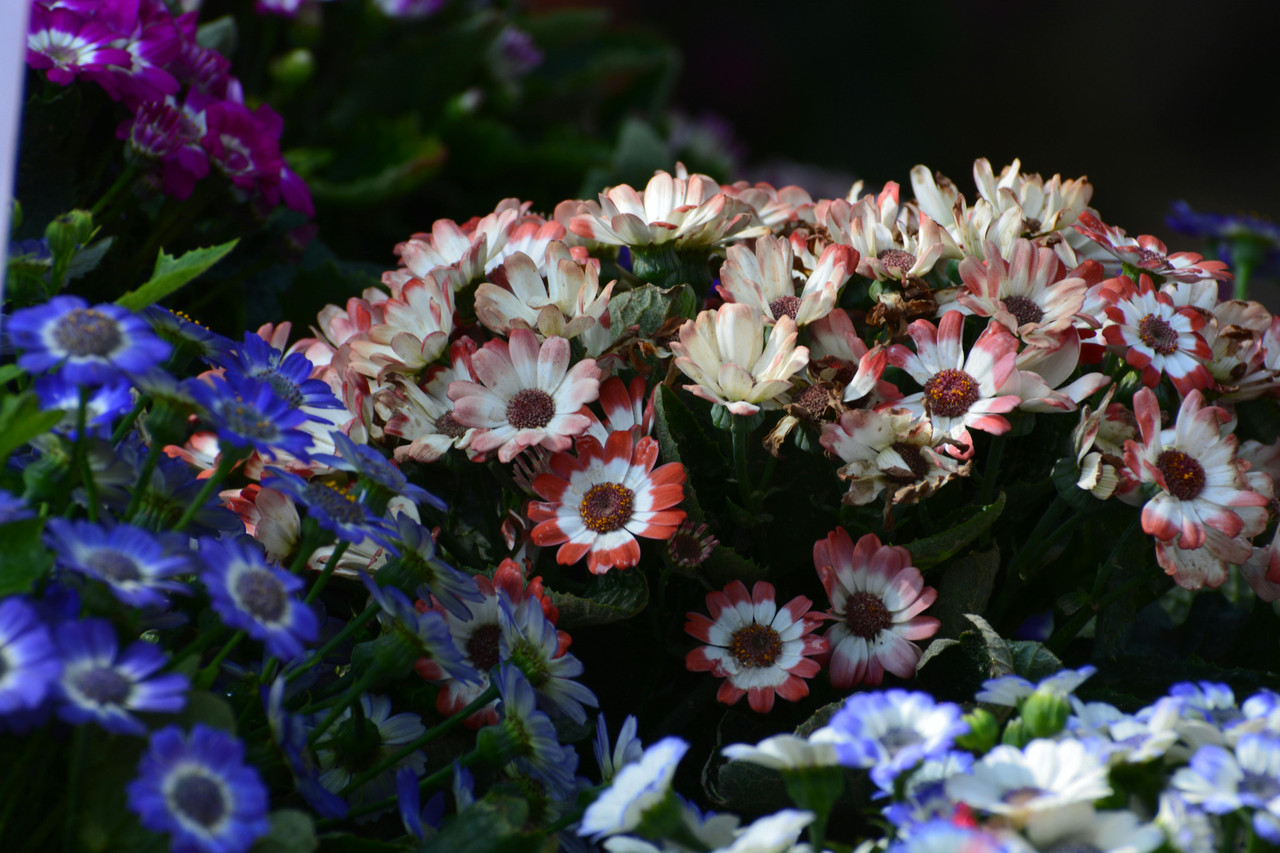 pexels amol nakve 2148578663 31621101