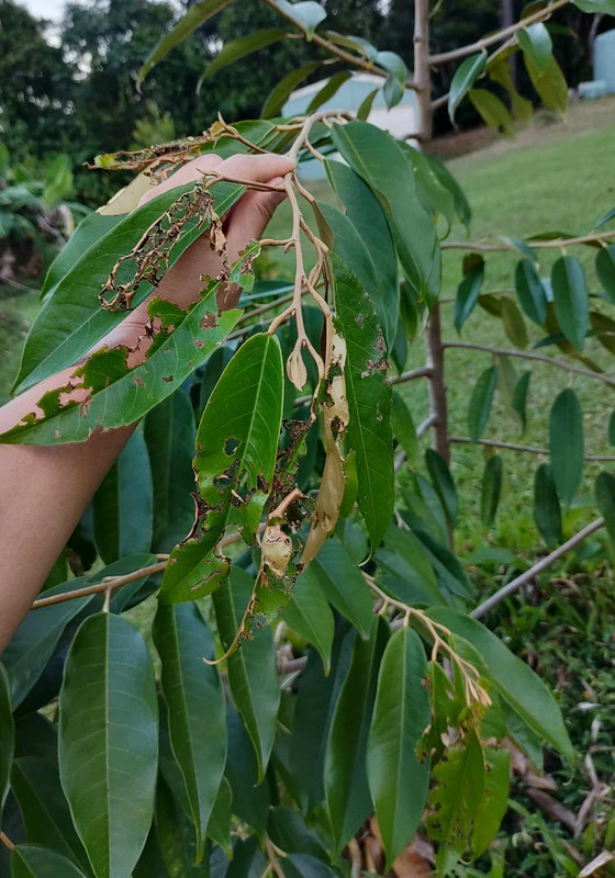 PK_leaf_damage