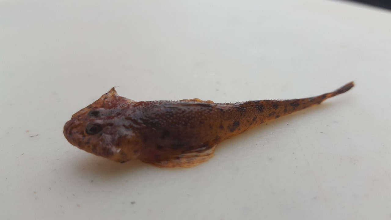 Minnow1