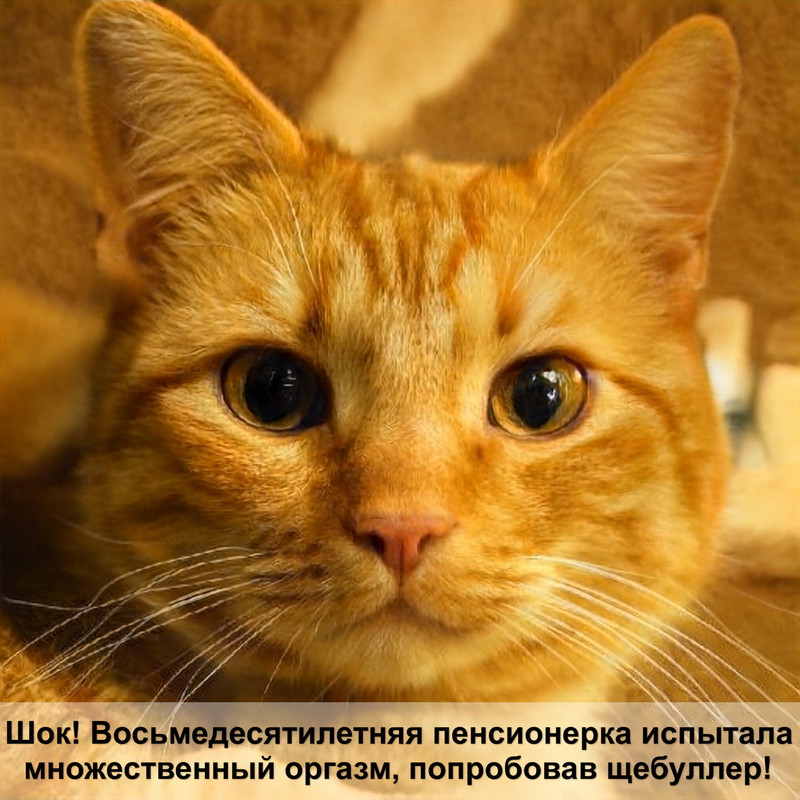 рюкзак переноска для кошек