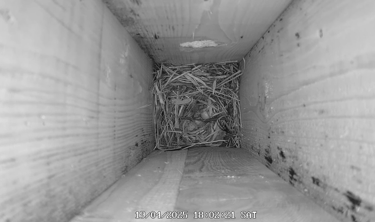 (35) Mājas strazds 2025 Tiešraide - YouTube - 740_32