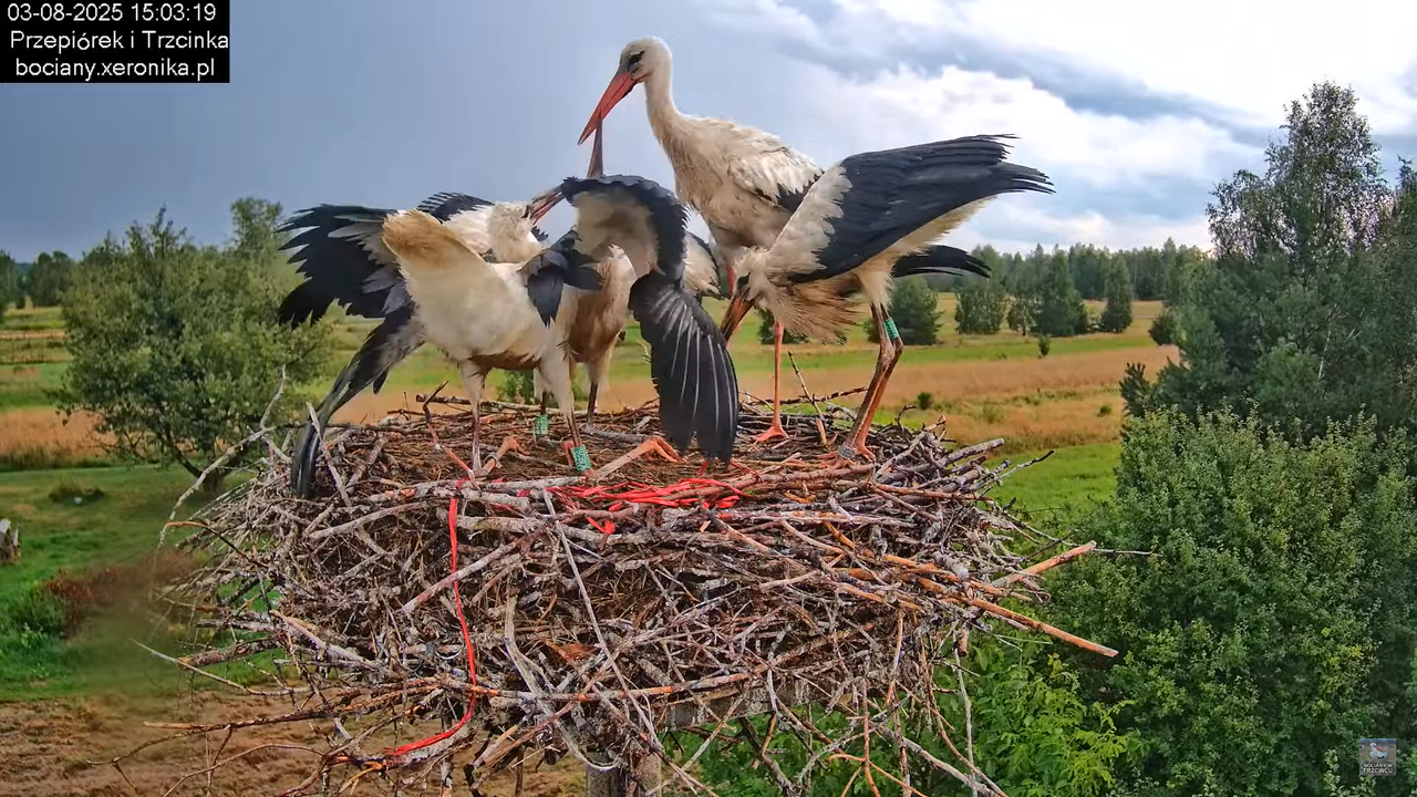 03082025bociany35