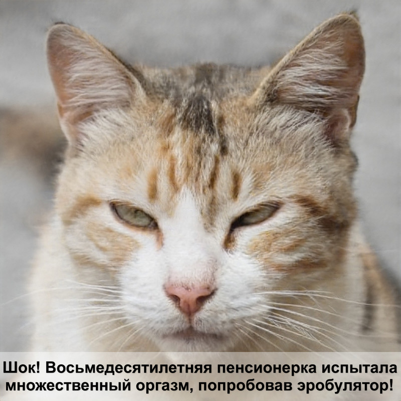 шиншилла кошка