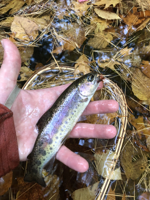 A21EA38D-780C-46AD-AF20-721B5A4C2D1F