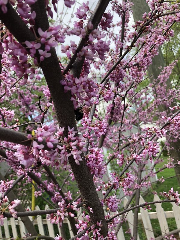 [Image: 19466426-A565-4-C45-9-CFA-2-EC450-B9-E8-C8.jpg]