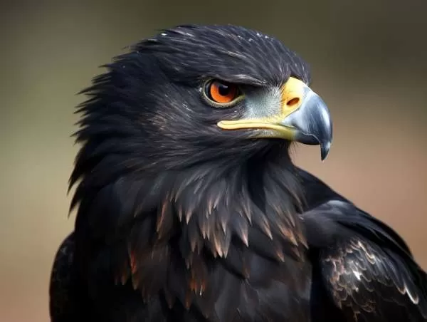 [Image: black-vulture-facts-10488-1-1707502008.webp]