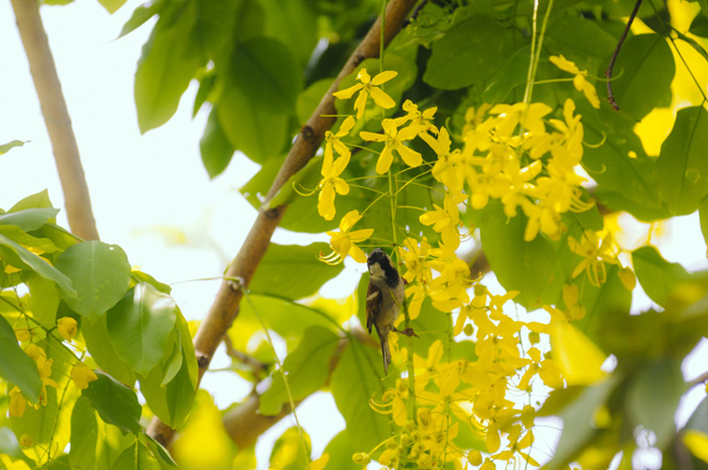 [Image: anh-7-1524471500-width650height432.jpg]