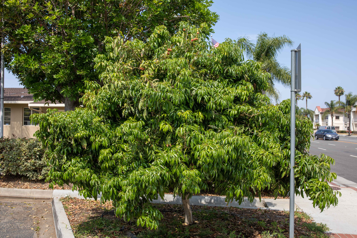 8U1A2076  Brewster Lychee at OC Farm Supply July 2021)