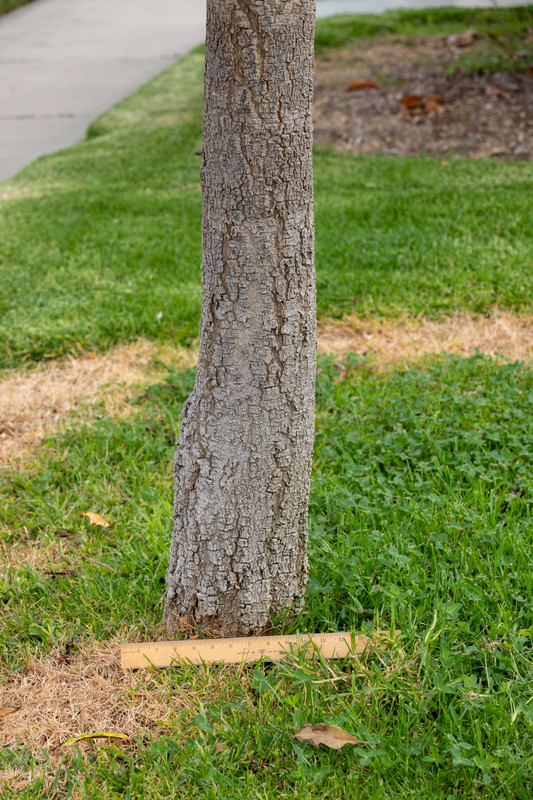 8U1A2015  Lemon Zest Lower Rootstock - Measured (6-14-2024)