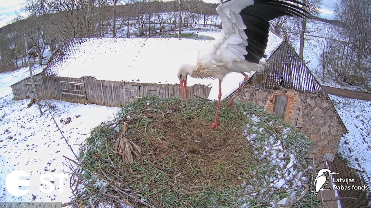 (3) Baltie stārķi (Ciconia ciconia) Tukuma novadā __ White storks in Tukums, Latvia - YouTube - 850_