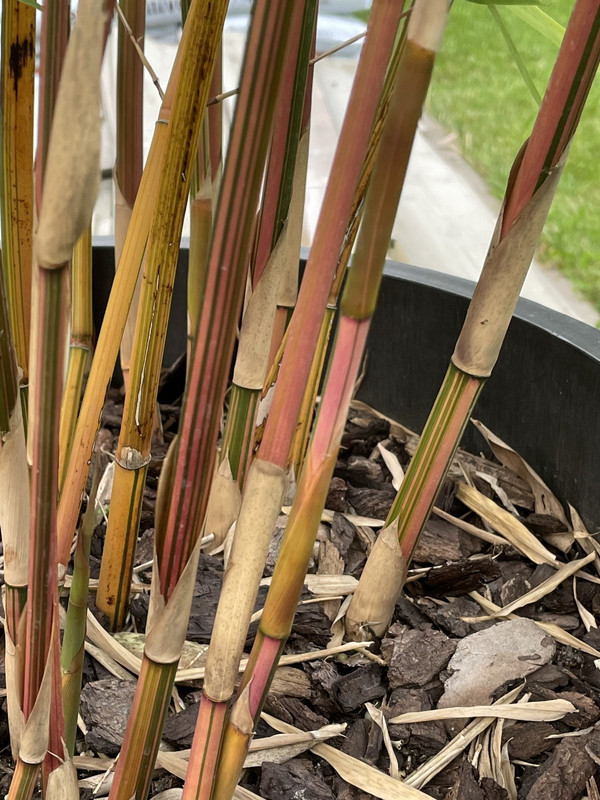 1A3DA7E5-5D5C-442B-8789-688453C158B2