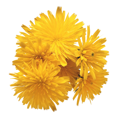 Dandelion