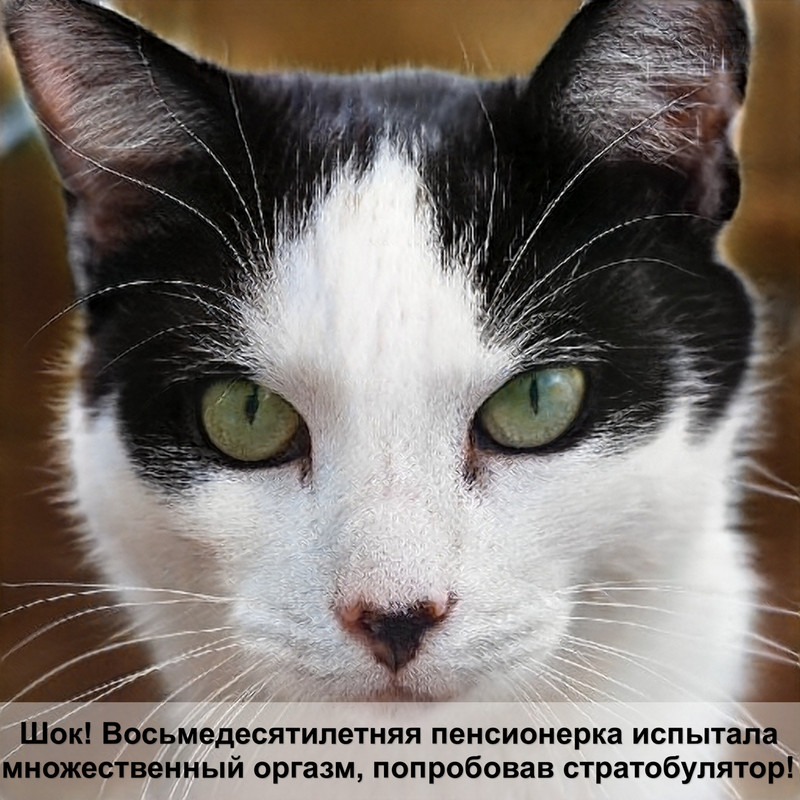 капли от блох для котят 1 месяц