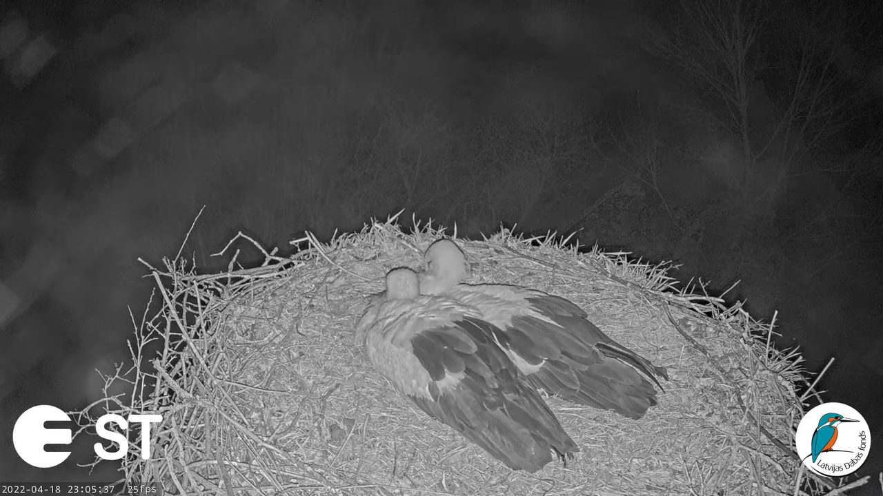 Baltie stārķi (Ciconia ciconia) Tukuma novadā - LDF tiešraide __ White storks in Tukums, Latvia 13-0