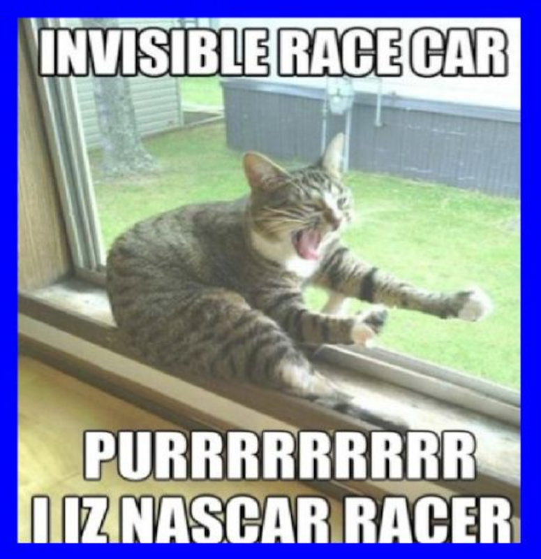 Race Car Cat 0 Postimages race-car-cat-0-postimages
