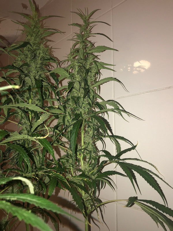 127A4584-29BC-4CC4-83F2-5E55E2F0F251