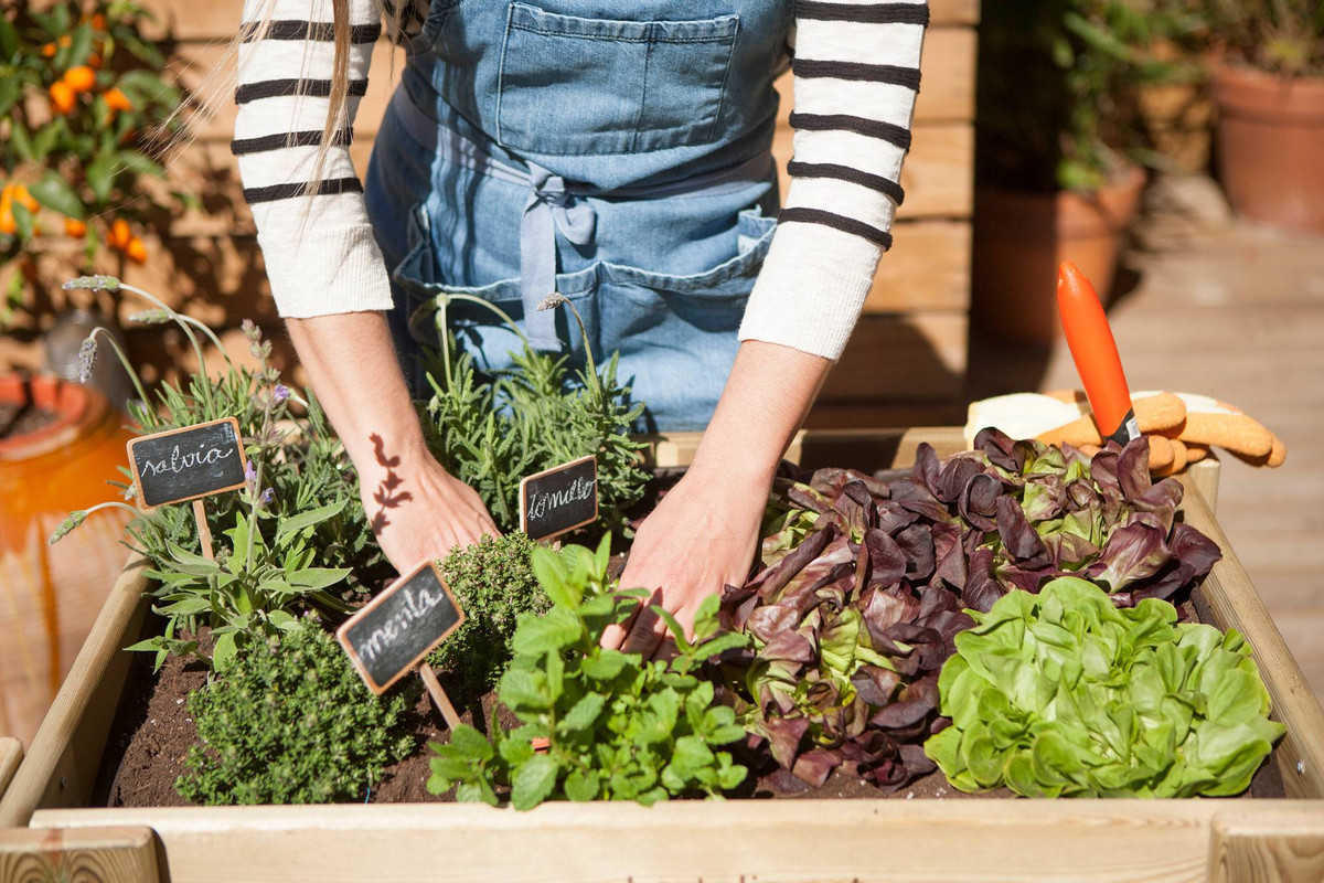 Abono de lentejas para fortalecer tus plantas ¡con sólo 2 ingredientes!