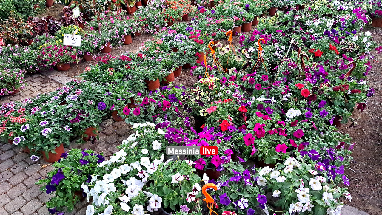 ΑΝΘΟΚΟΜΙΚΗ 20230524_202845