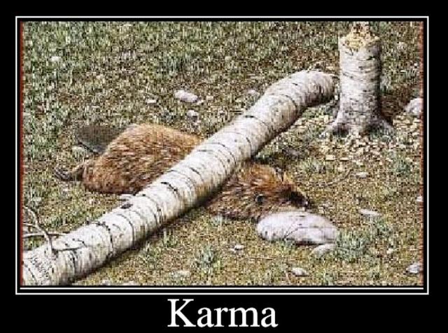 karma-beaver.jpg