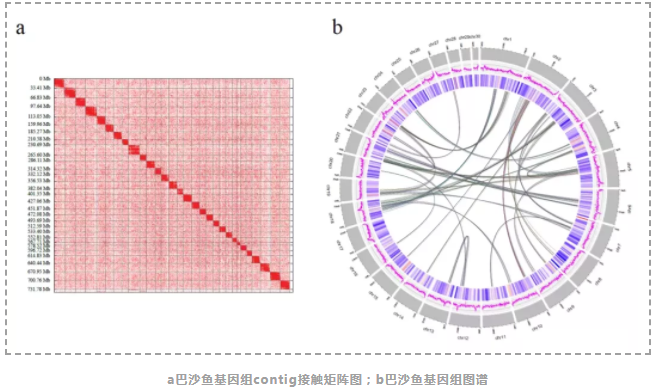 全球首个巴沙鱼染色体水平基因组-2.png