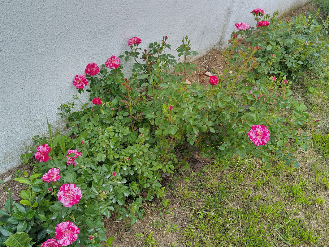 IMG_20230527_094127_HDR