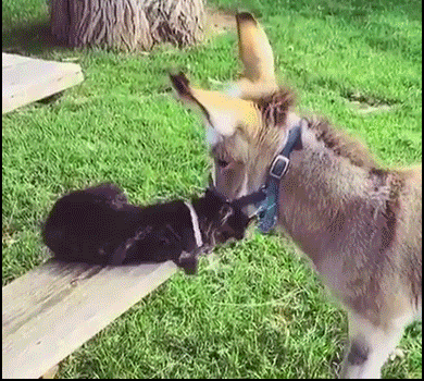 Cute-Cat-GIF-Affectionate-cat-and-cute-donkey-are-best-friends-snuggling-with-tenderness-ok-cats.gif