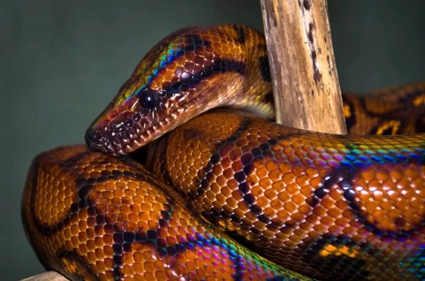 [صورة: the-most-beautiful-snakes-in-the-world-9...71321.webp]