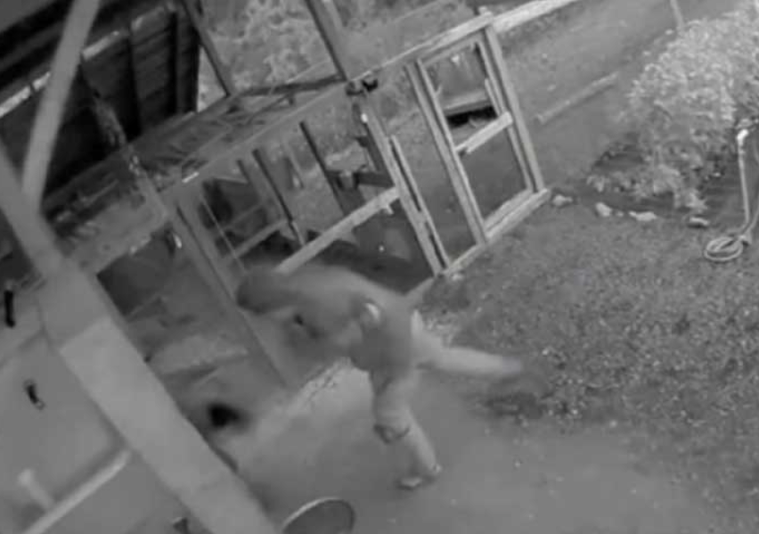 VIDEO: Un sujeto abofetea a un oso para salvar a su novia y sus perros