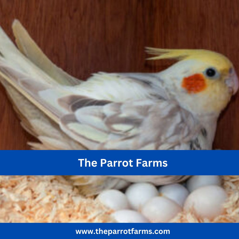 The Parrot Farms
