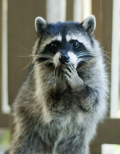 shocked-raccoon.jpg