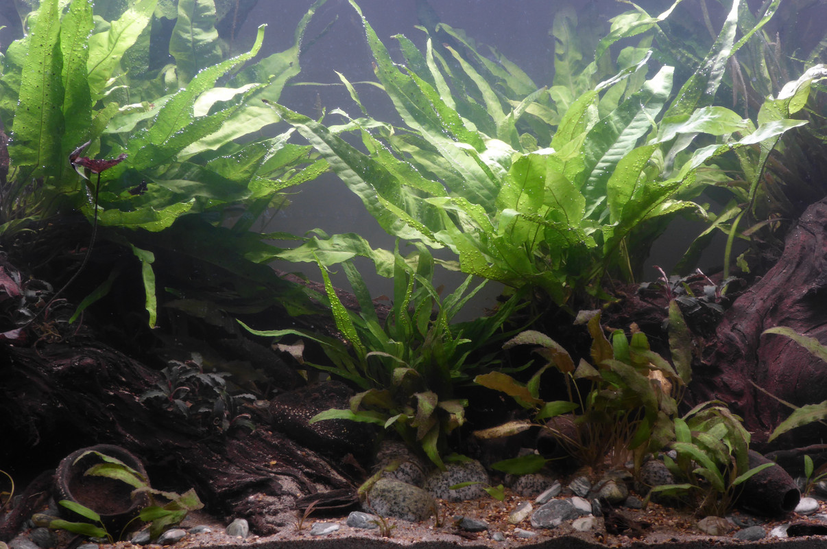 Java crop — Postimages