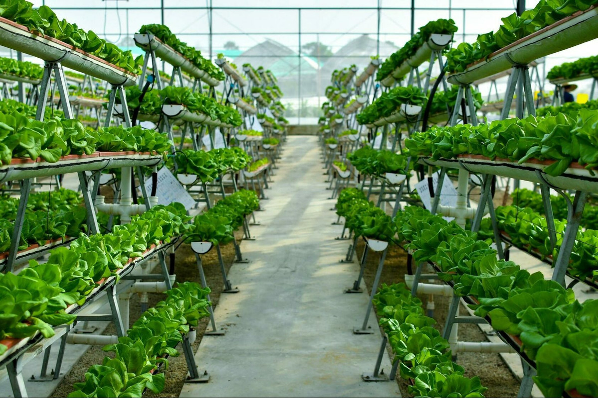 The Meaning Of Indoor Farming